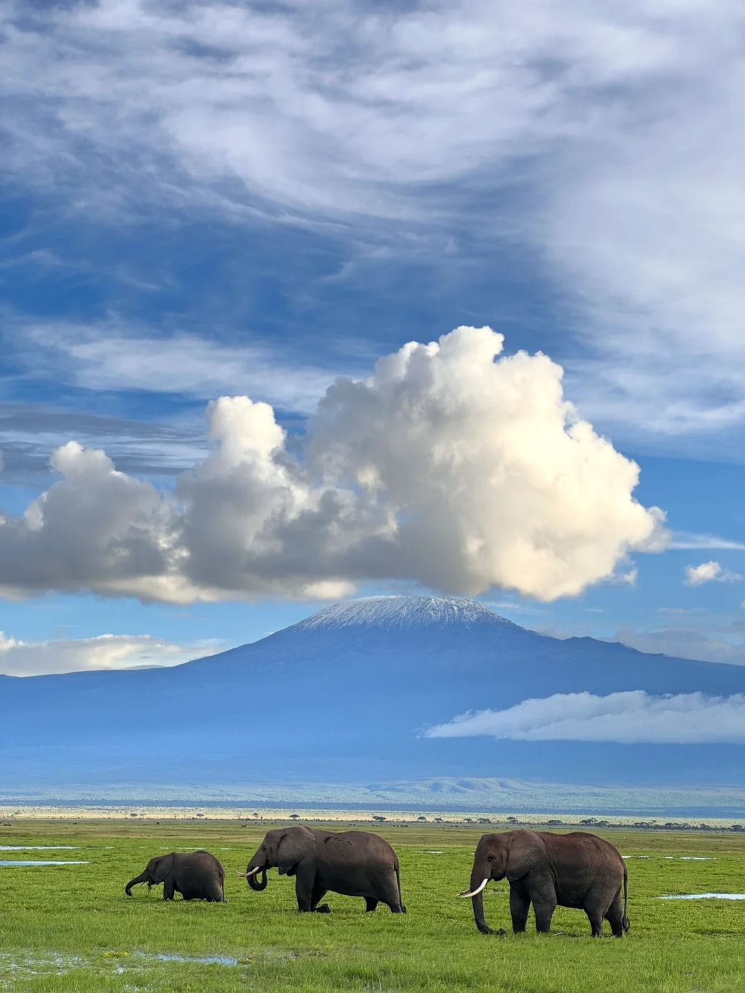 Amboseli 📍 乞力马扎罗山
一个赤道也没融化了山顶的雪🏔️
不用呼喊