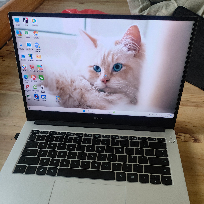 爱老鼠的猫