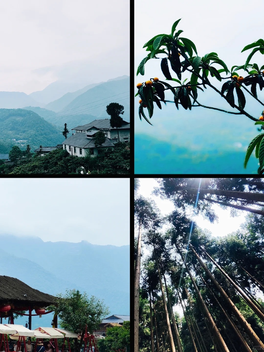 森林&枇杷，深山里的避世仙境