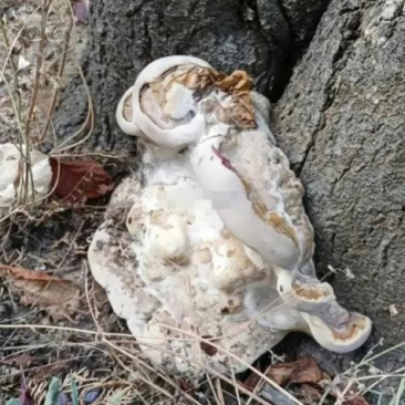    与邻居一同上山砍柴的时候看到的，邻居拽着我让我赶紧跑，并称这个有毒。有人可