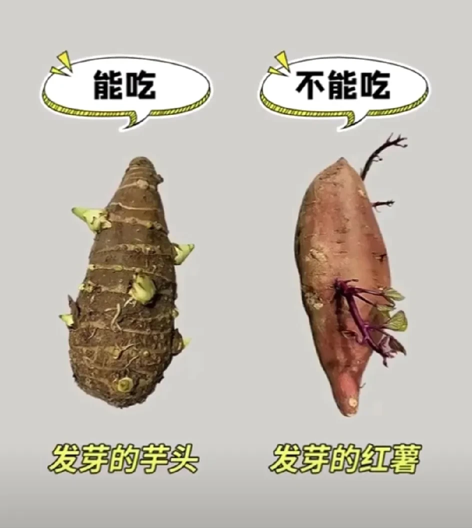 看到一张照片说发芽的红薯不能吃？但是我搜索发现也没有说不能吃，除非发霉了腐烂了不