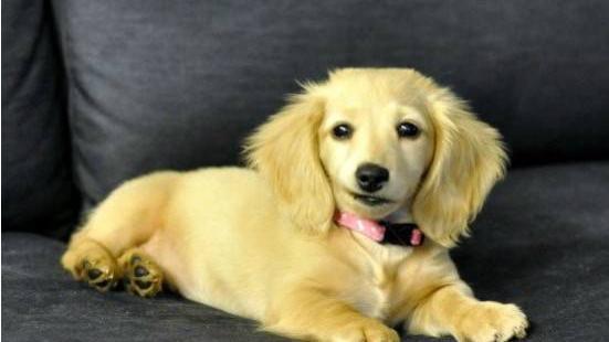 盘点只有腊肠犬主人才知道的15件小事