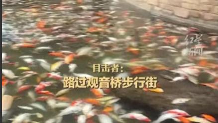 观音桥大量锦鲤死亡后续