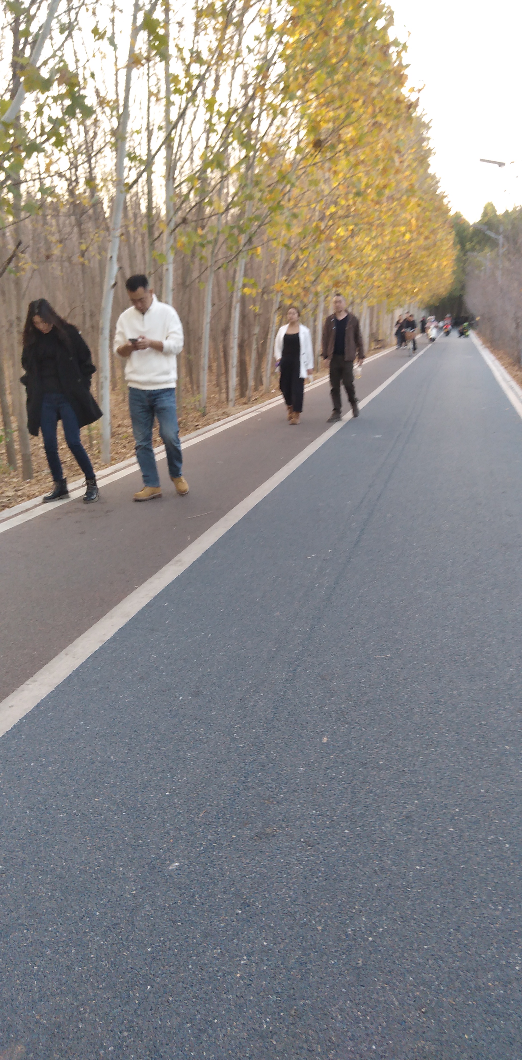郑州黄河滩疏影路的秋天