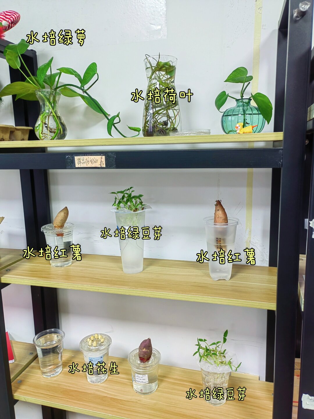 🌱办公室里的绿意盎然：我的水培小天地🍀

🌞 一个周末过后，推开办公室的门