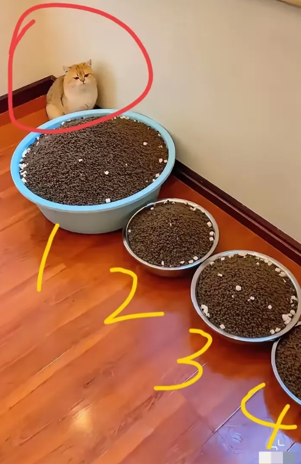 过年都回家了，留守的小猫，这次可以吃的饱饱了！