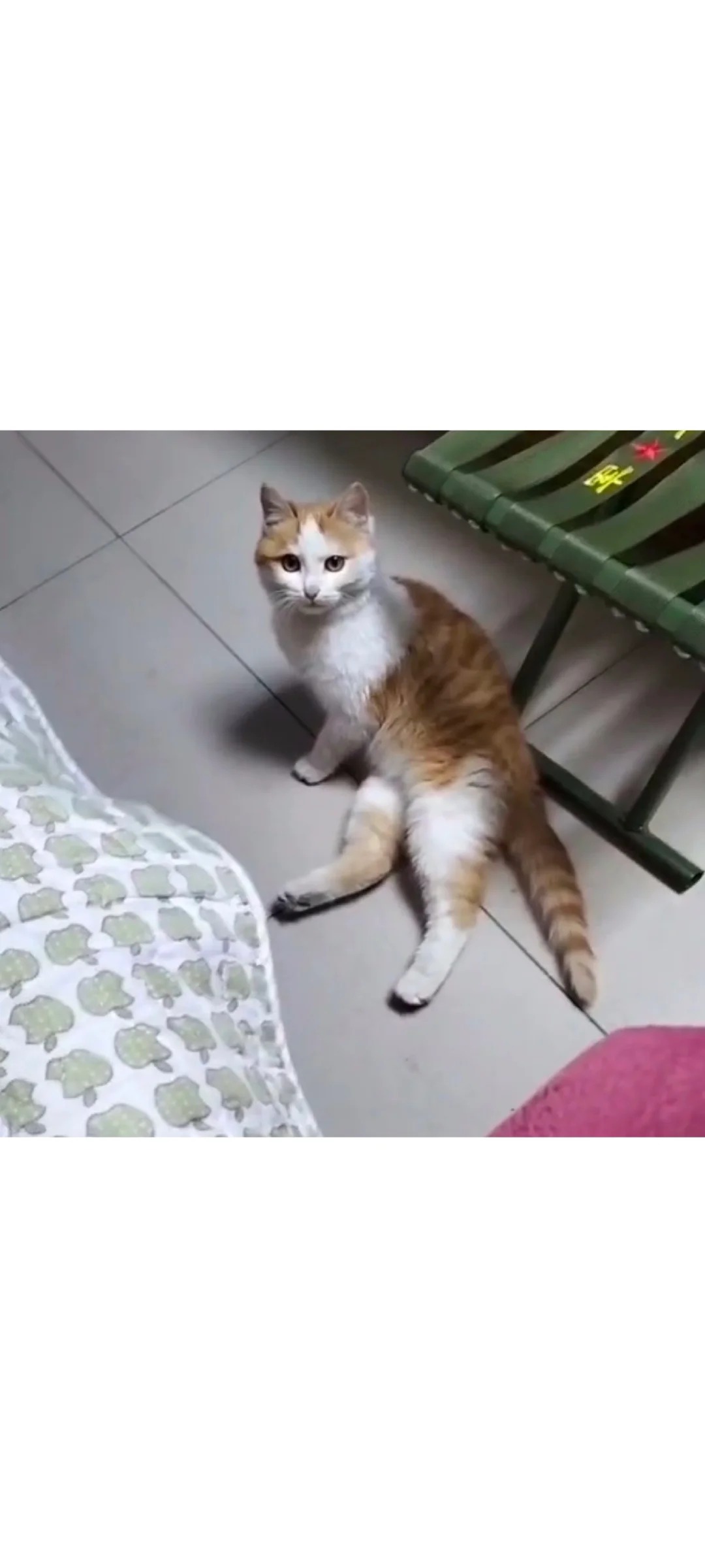 我妈问我的猫怎么总是这样坐
刚来家里一个月的小猫咪，总是这个坐姿，又妖娆又油腻，