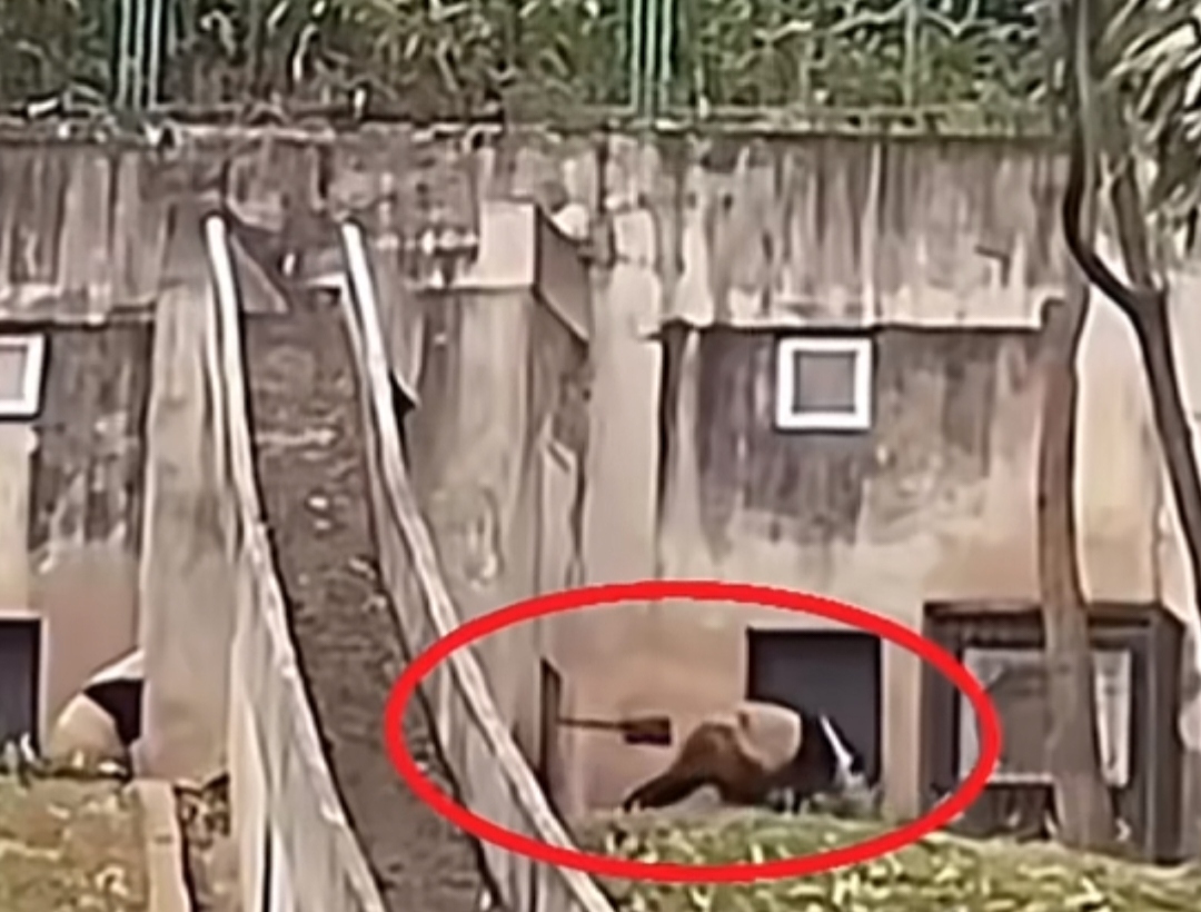 饲养员用铁锨驱打大熊猫已被辞退
那么多人喜爱大熊猫，居然有人身为饲养员还殴打大熊