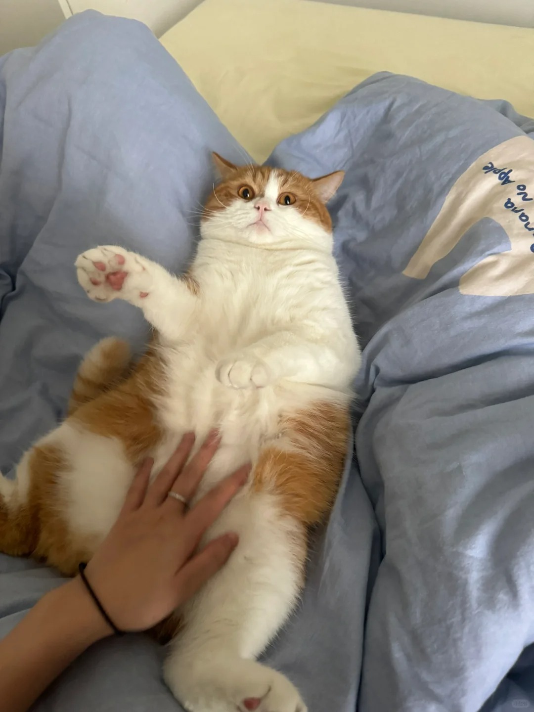 妈妈越发癫 小猫越乖巧
我今天在网上看到的理论

我觉得很有道理

哈哈哈哈哈哈