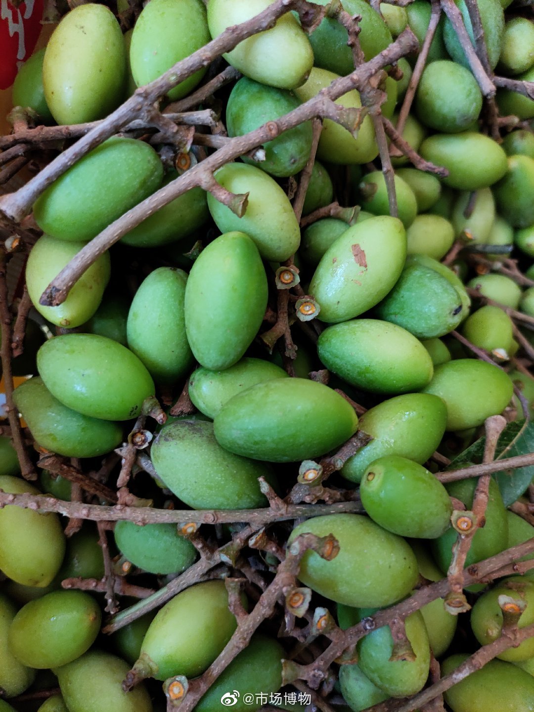 广州市场橄榄的俗名：

青橄榄：
青榄：指颜色青绿的嫩青橄榄；
白榄：相对于乌榄