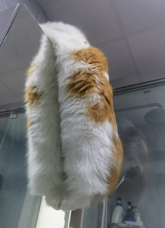 这猫的智商是拿颜值换的吗？