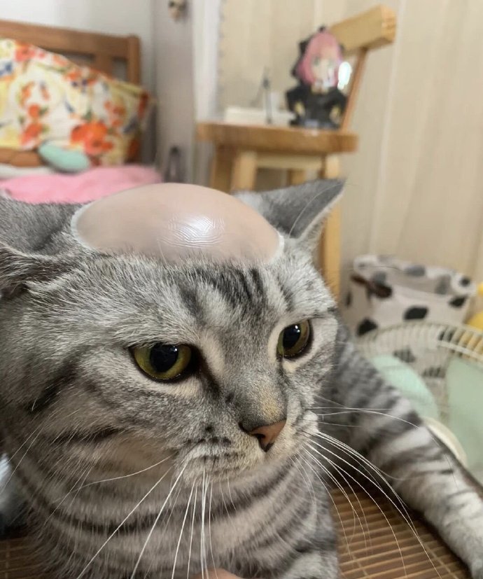 猫和老鼠诚不欺我