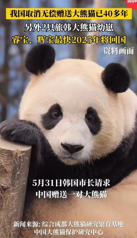 中国取消无偿赠送大熊猫已经有40年了，韩国一市长居然异想天开，希望中国赠送一对大