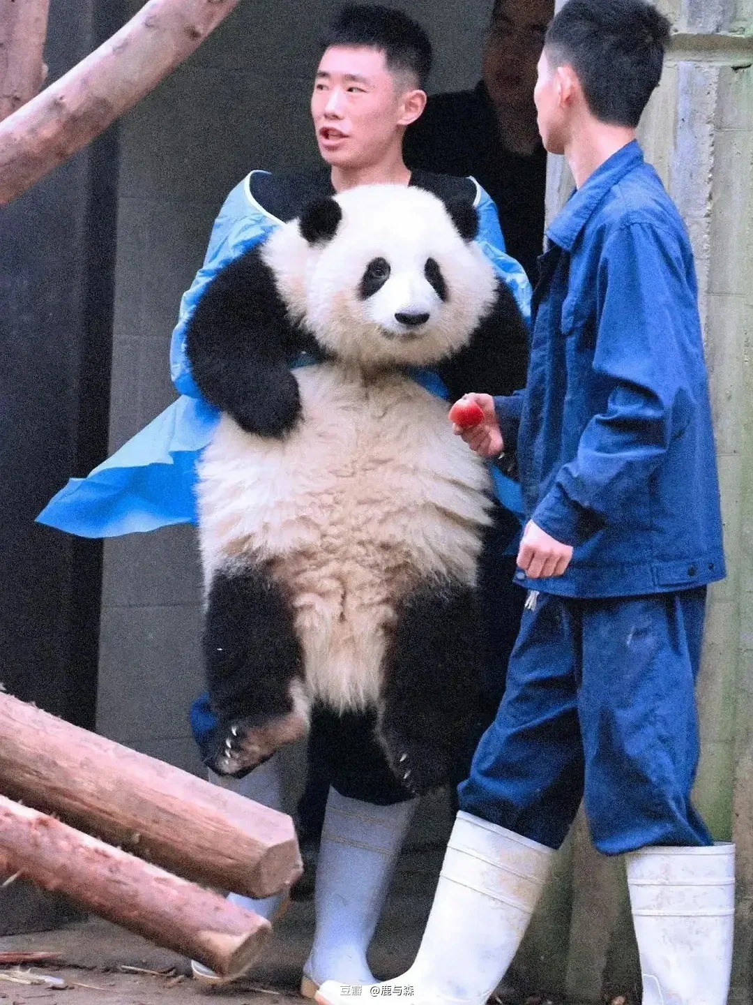 它叫啥呀！好可爱
这是哪个熊猫啊？？？今天上网冲浪看见一组图，可爱晕我了