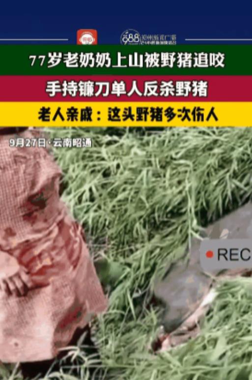 “这比武松打虎还猛！”云南昭通，一七旬老太在菜地被野猪追着咬，受了不轻的伤，后老