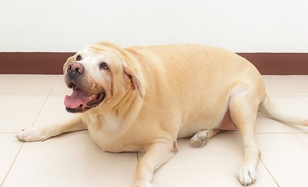 自带变胖基因, 这五种狗狗最容易 发福, 看看你家的有没有上榜!