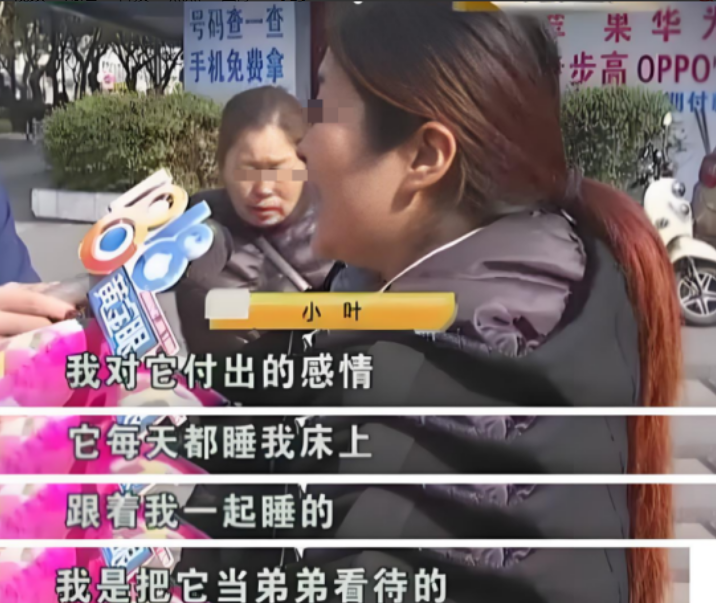 浙江杭州，一女子将一只泰迪狗当做亲弟弟养，最近狗狗到了发情期，精力旺盛，为了让狗