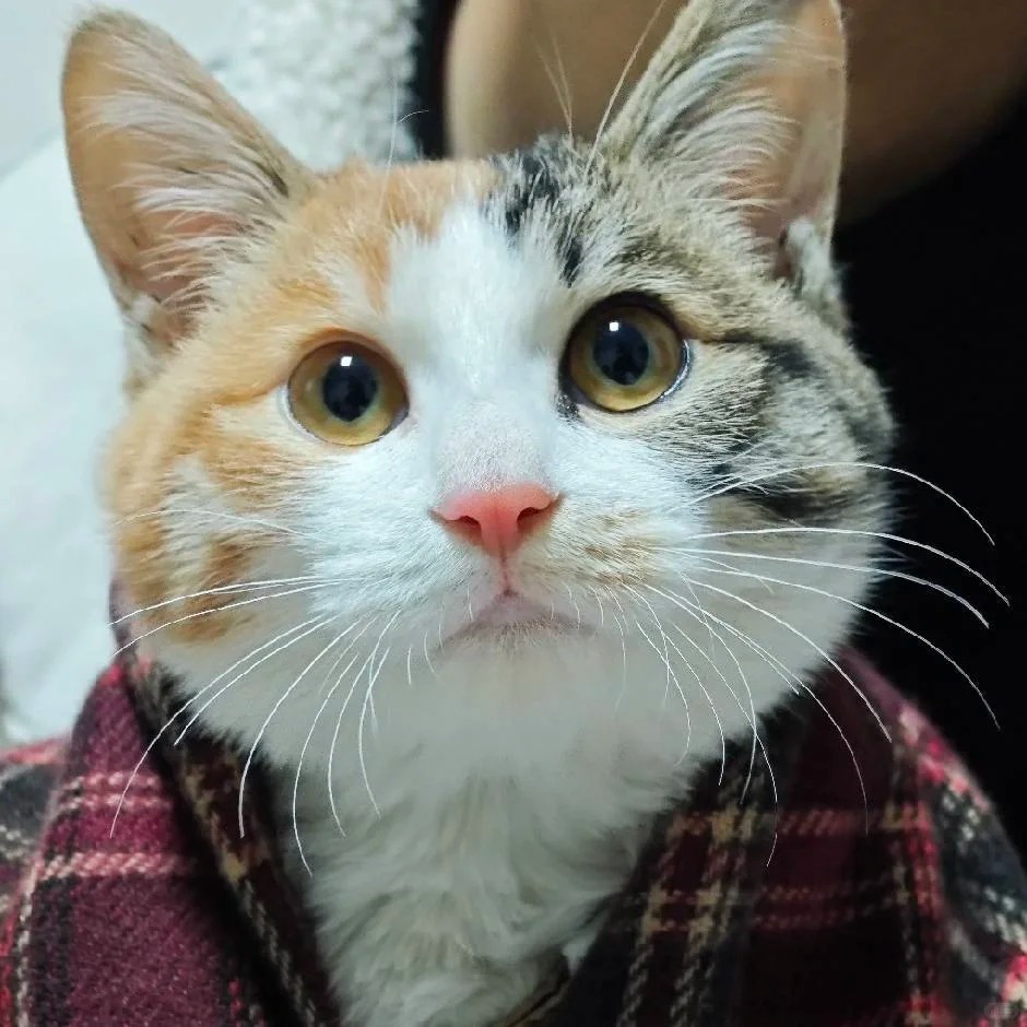 三花真的是世界上最讨厌的猫
想看看大家的三花
我家的宝宝真的是太可爱了
又粘人又