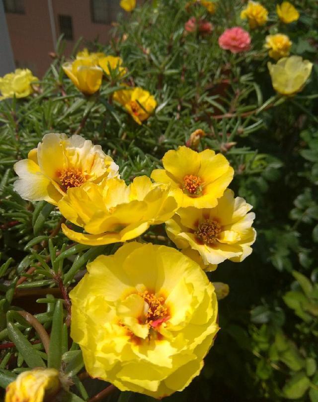 






 春季是适合养花的季节，最好养的花，莫过于太阳花，特别是重瓣的太阳