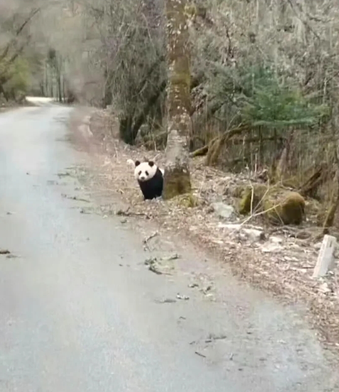 网友在川西的一条路上，偶遇路过的野生大熊猫，看起来还是个宝宝，远远望去就知道是个