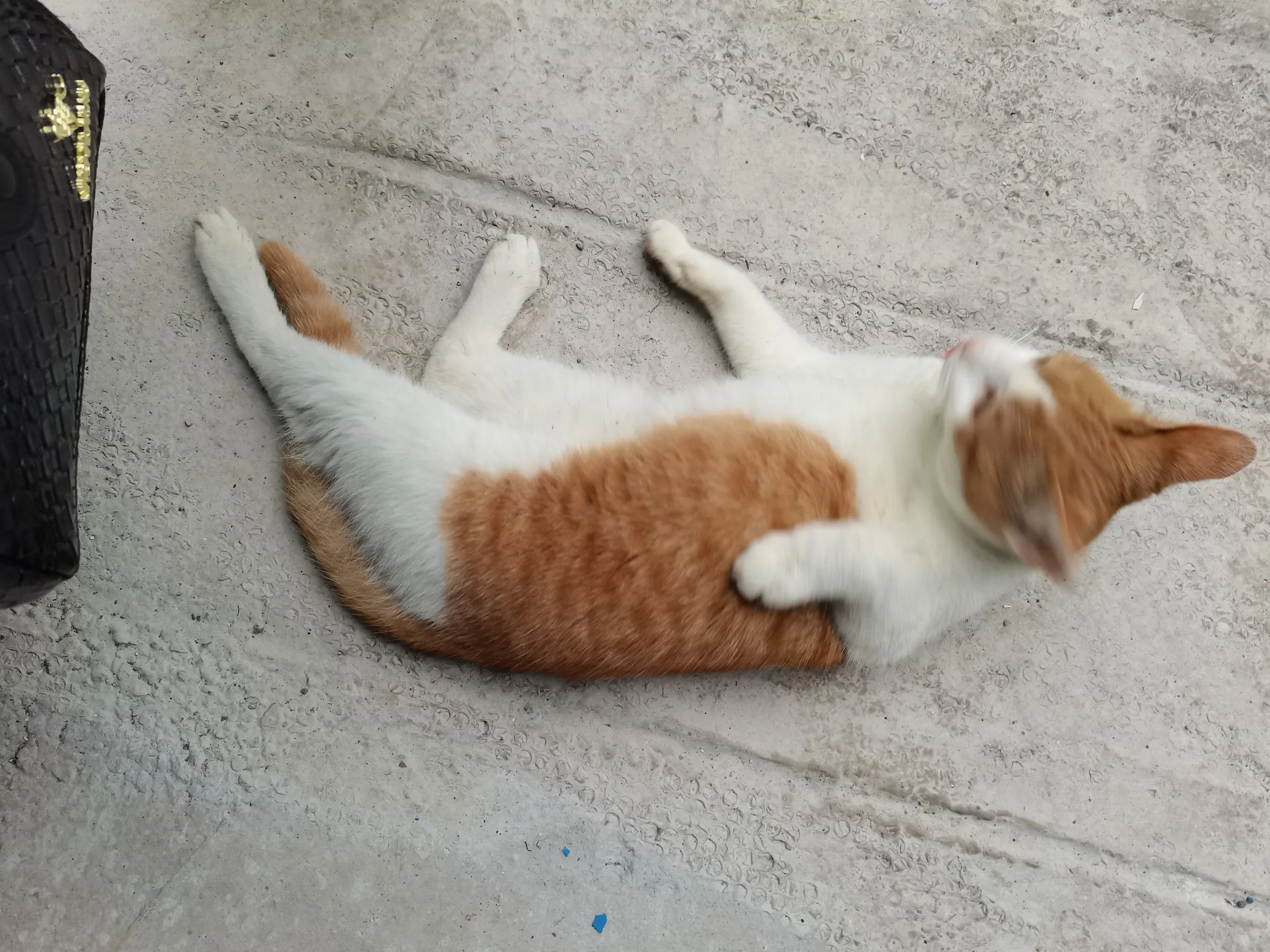 院子里的小猫咪