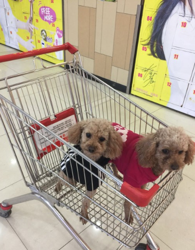 甘肃，女子到超市购物，被一只没牵绳的宠物狗扑了腿部和腹部，狗主人没有道歉，女子就