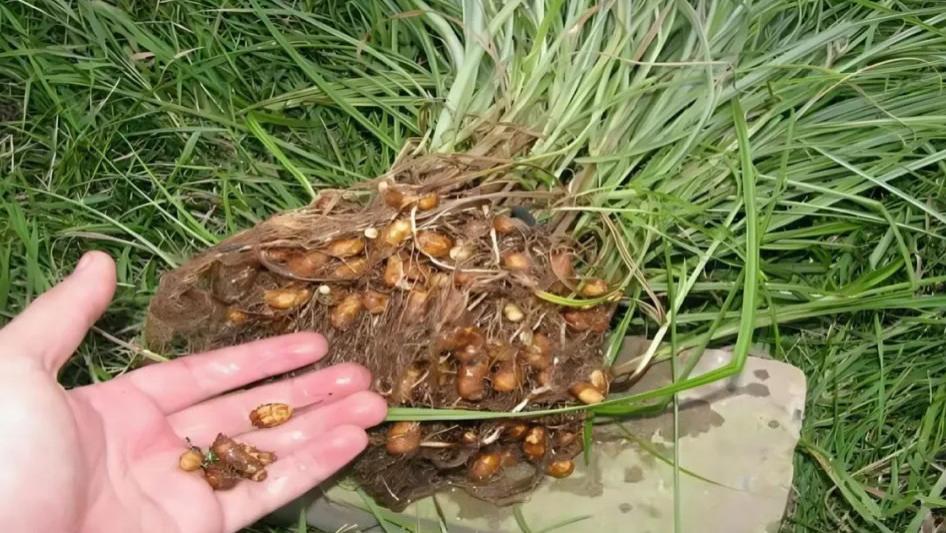 菜园常见的香附子，既是令人头痛的恶性杂草，也是天然宝藏植物