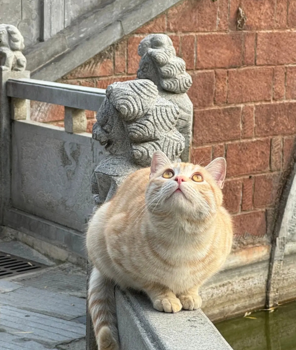 这是在抬头看什么啊，可可爱爱
