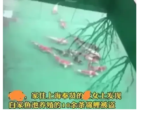 上海一女子，在自家小池塘养了13条锦鲤，哪知道，被馋嘴的邻居大爷偷走！女子上门讨
