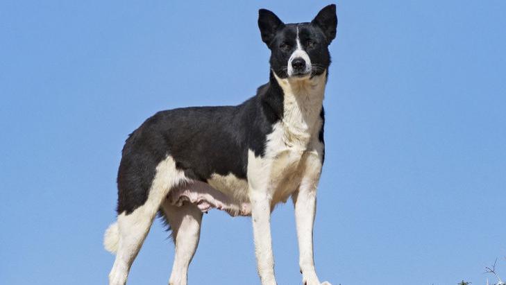 探秘古老原始犬种：与自然最接近的犬类伙伴