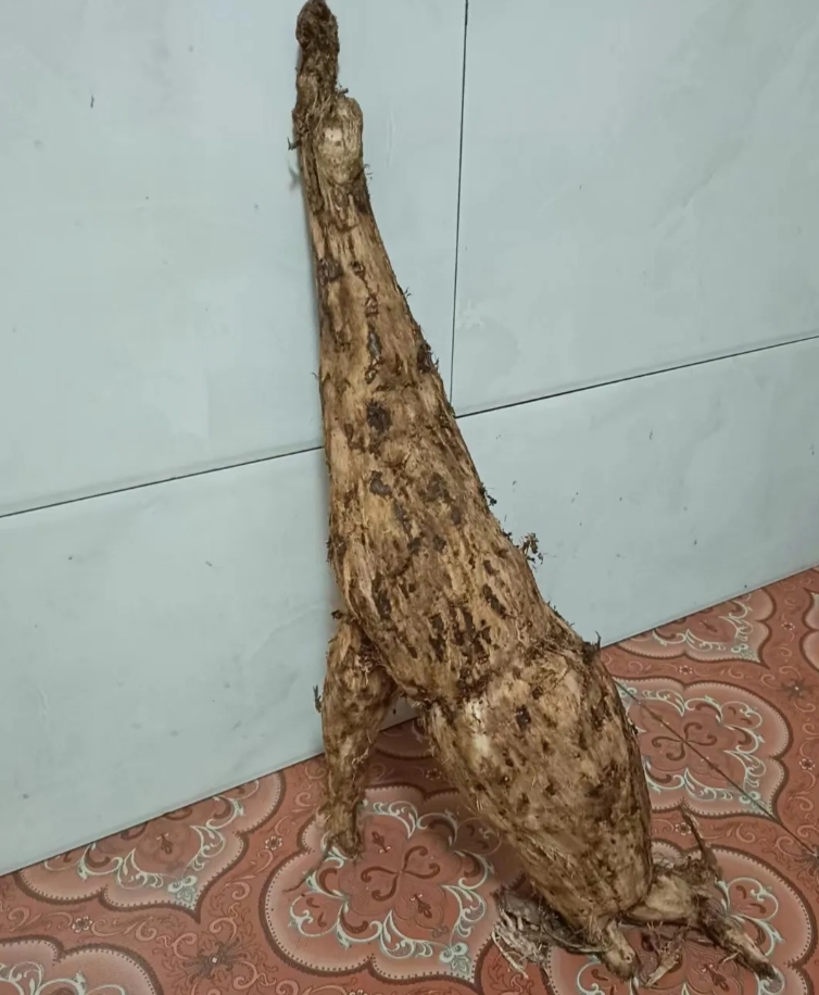 我妈竟然挖到了野生葛根
你看着想不想一个树人，看着好搞笑啊