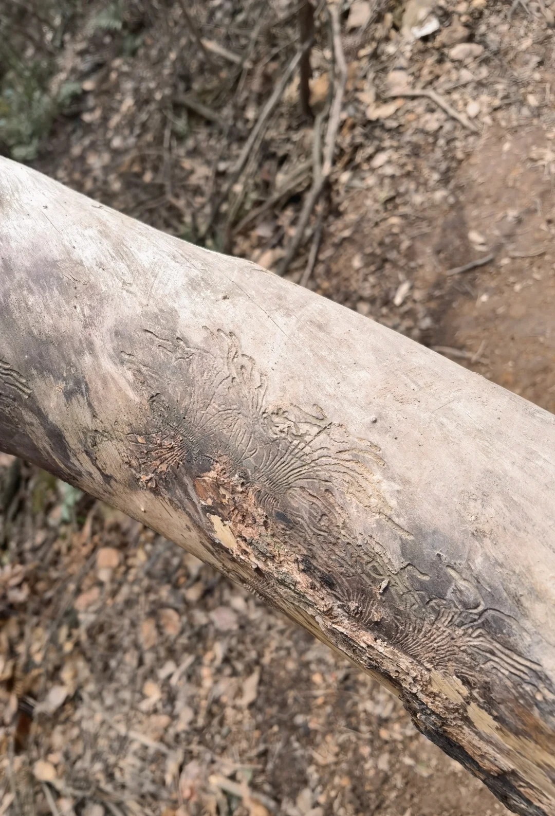 山里发现一棵树上有奇怪的纹路
有人知道这是什么吗，去爬山遇到一棵树有奇怪的纹路，