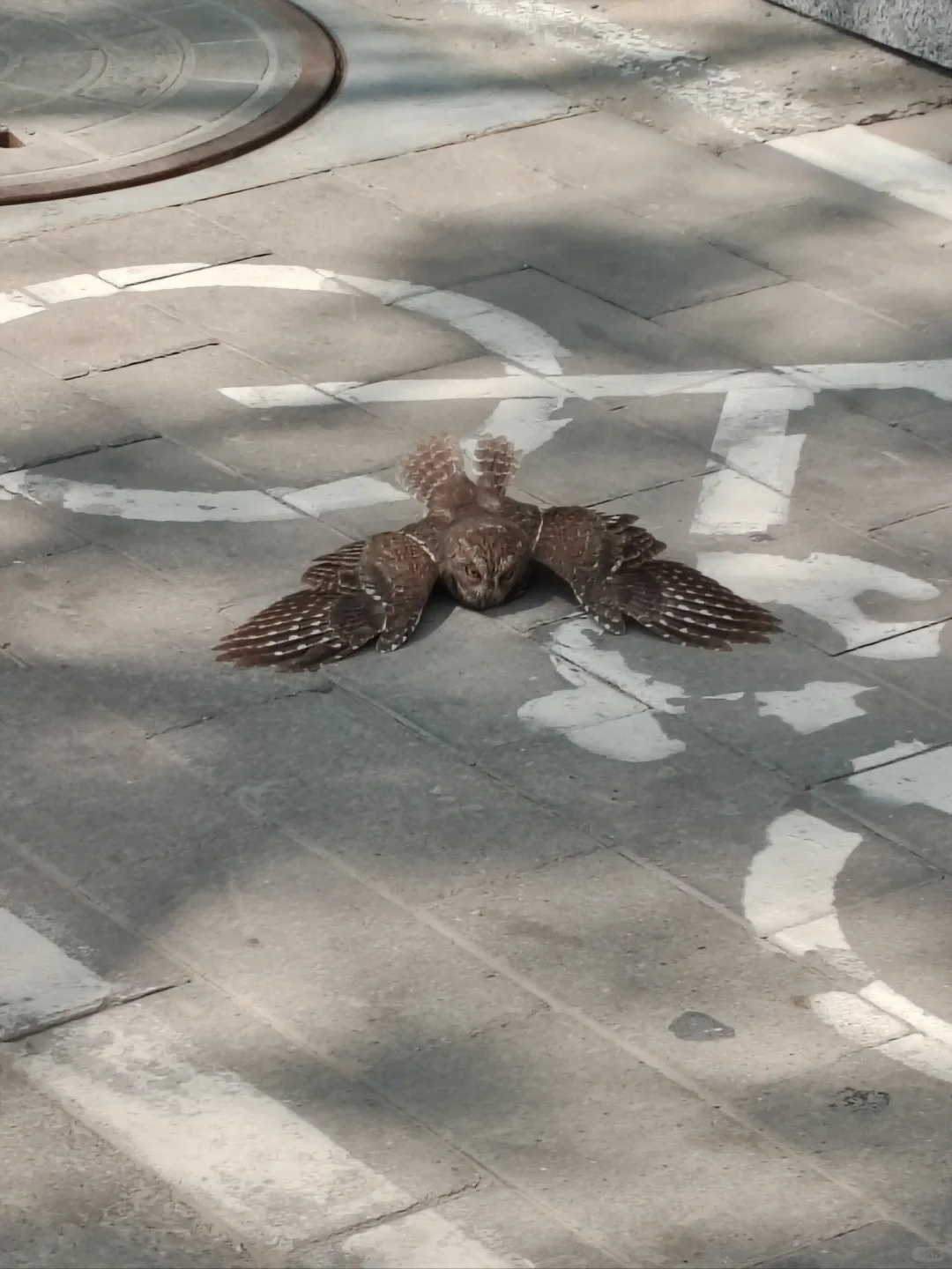 这是什么鸟？从眼前树上掉下来吓一跳🐦