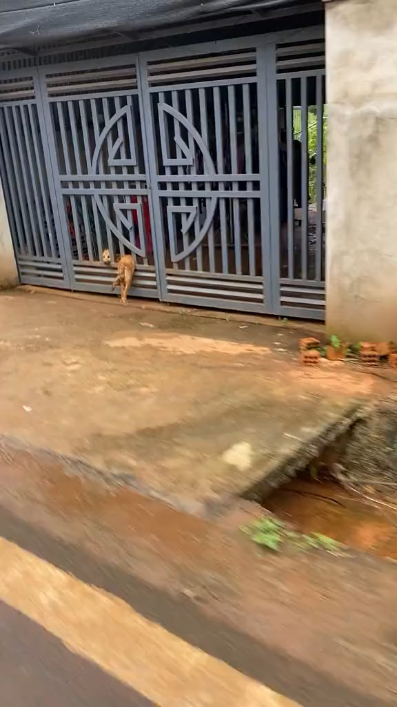 这狗的身材也太软了吧