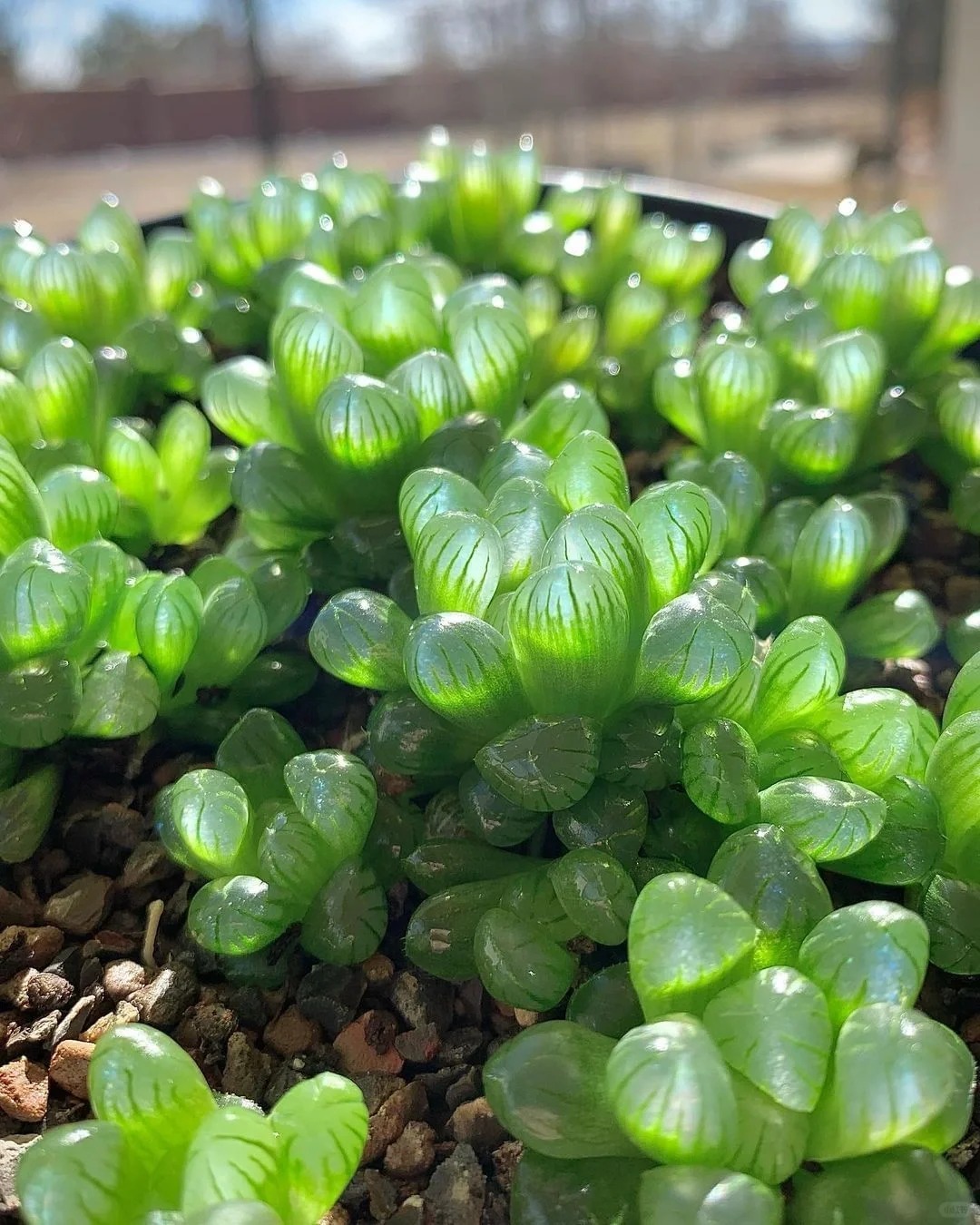 给我忍住！这玩意是不能捏的
看到这种晶莹剔透的就想捏
爆汁的瞬间肯定很爽啊