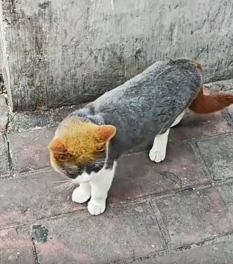 花里胡哨的小猫