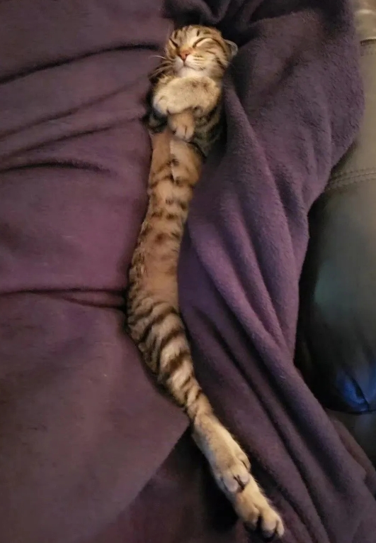 几何学已经限制不了猫猫了，已经不能用抽象形容了，猫猫可以以任意形状存在，前两天我