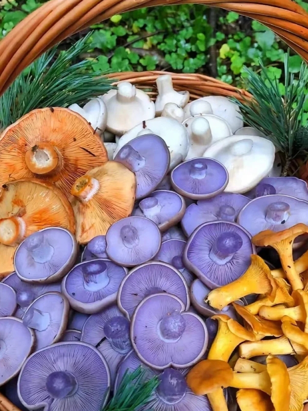有个大学同学是云南的，她二叔吃野菌子住进ICU，好了出院后照样吃，而且他们都是到