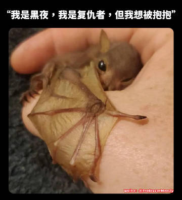 蝙蝠小侠快来给我抱抱꒰˶´ᜊ` ˶꒱