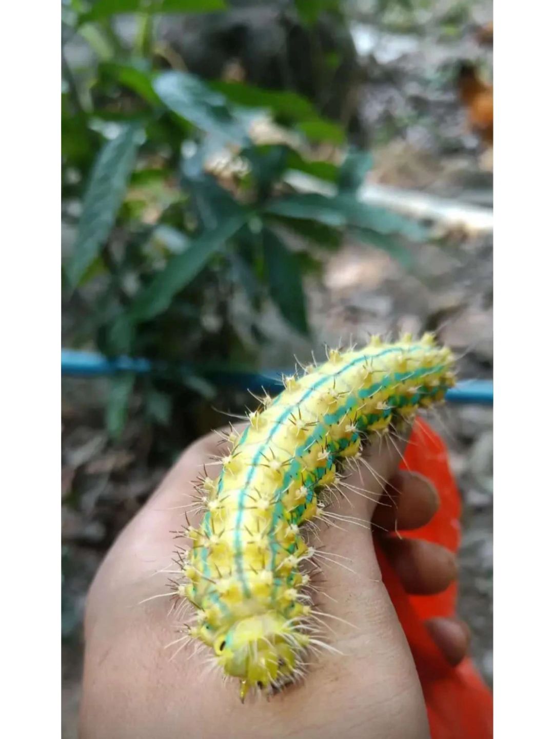这是什么，怎么玩的麻麻的？