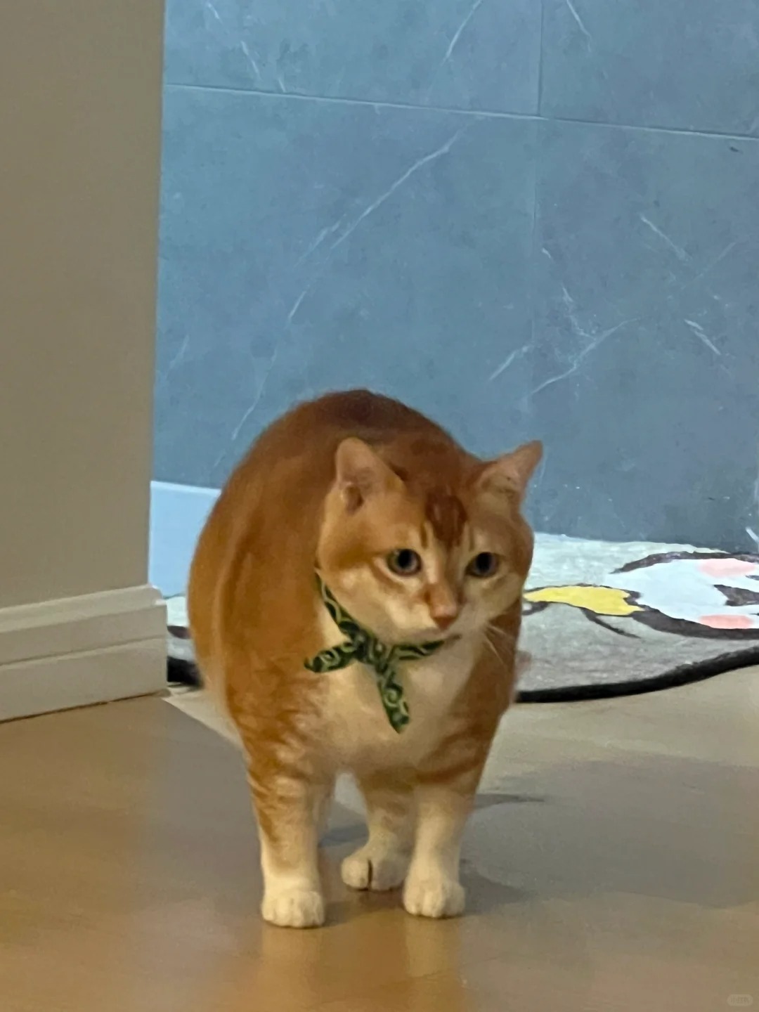 朋友说五一要来我家撸猫
🐱：那我提前通知你不用来了