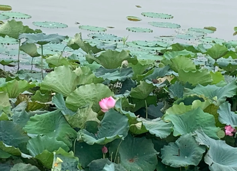好扎心！今天上午，同在一个办公室的郭老师，气急败坏地打电话叫来了他们班上的学生家