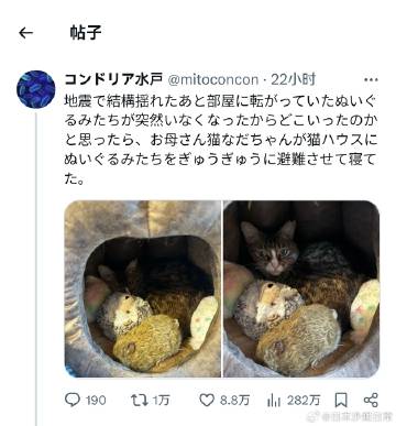 地震摇得挺厉害的，结束以后发现房间里散落在地上的玩偶们都不见了，正纳闷到底哪去了