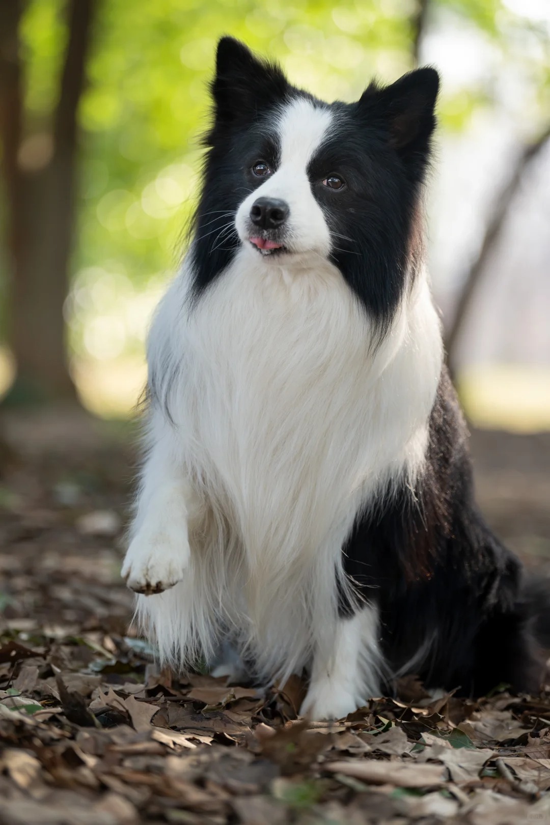 你小子是有些好看的..
狗到中年终于拍上了专业的宠物写真