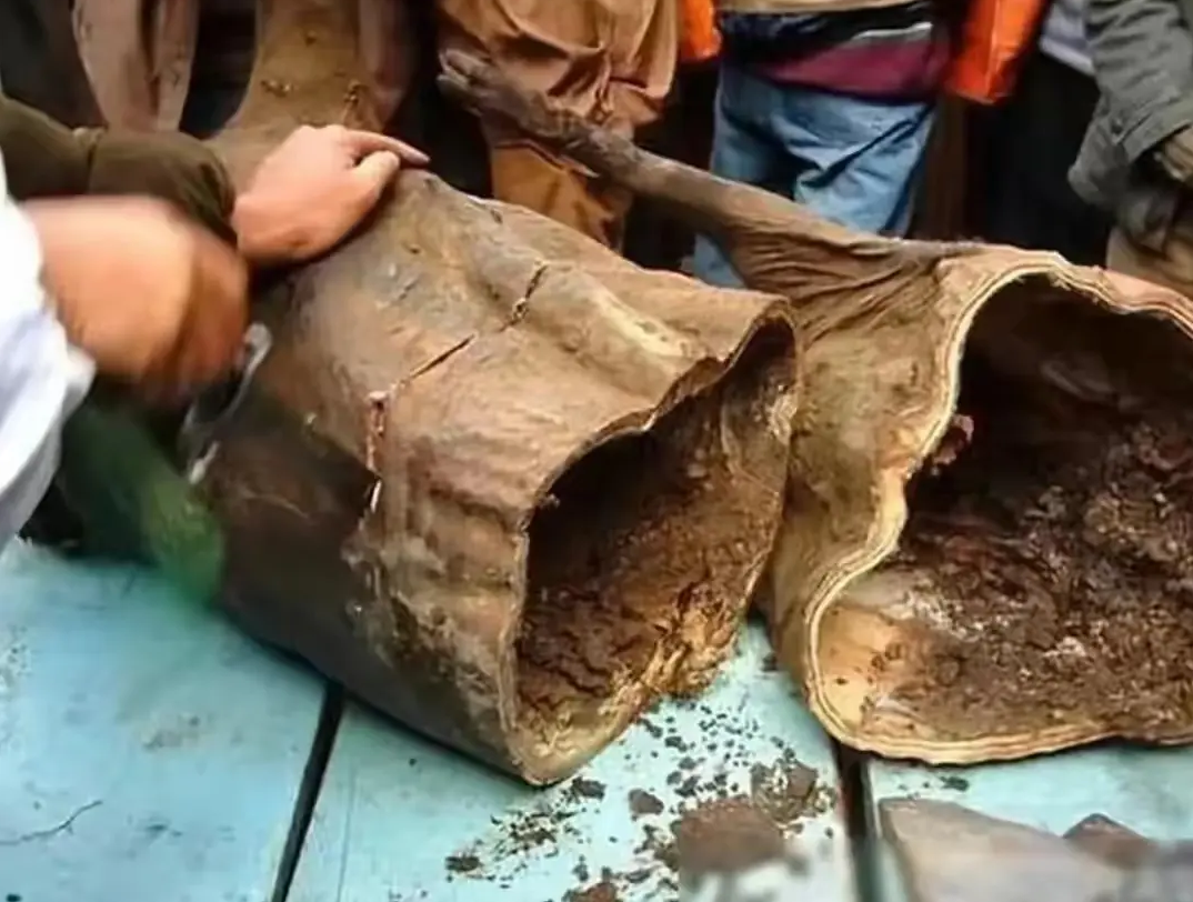 这是保存了53年的一整头猪腊肉
经过锯切开后的样子