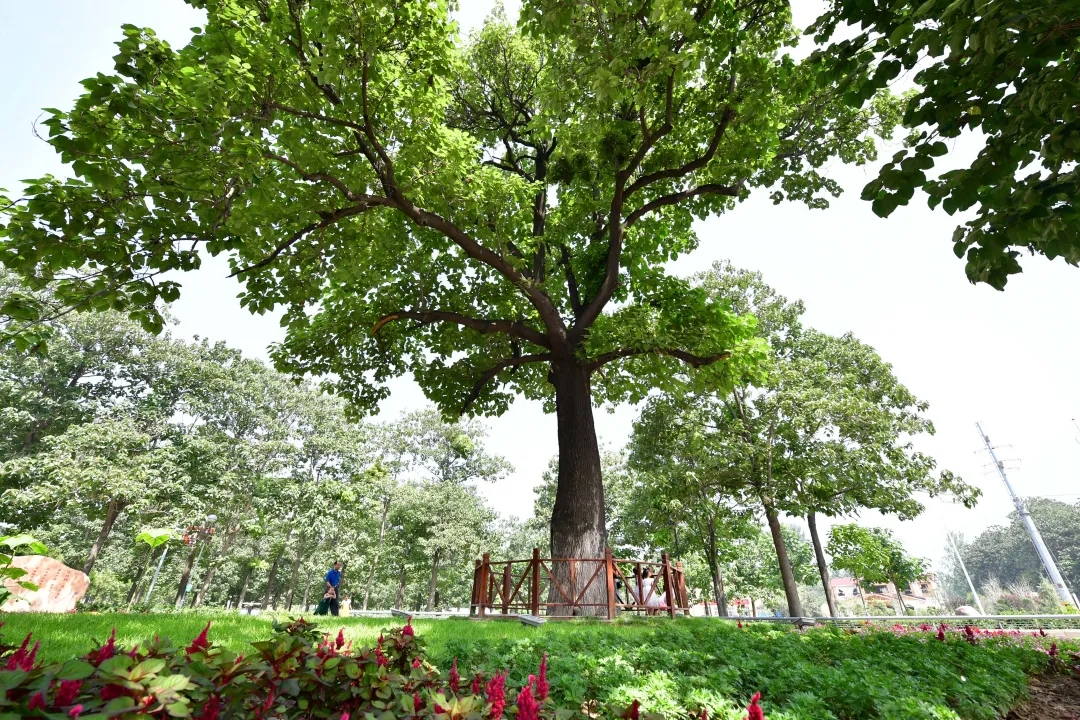 领导干部上任必到兰考！河南省委书记履新后第一天，拜谒焦陵，瞻仰焦桐，参观焦裕禄纪