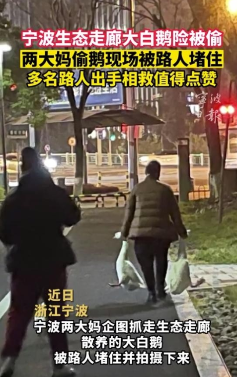 “素质真差！”浙江宁波，男子在公园散步时，发现三只