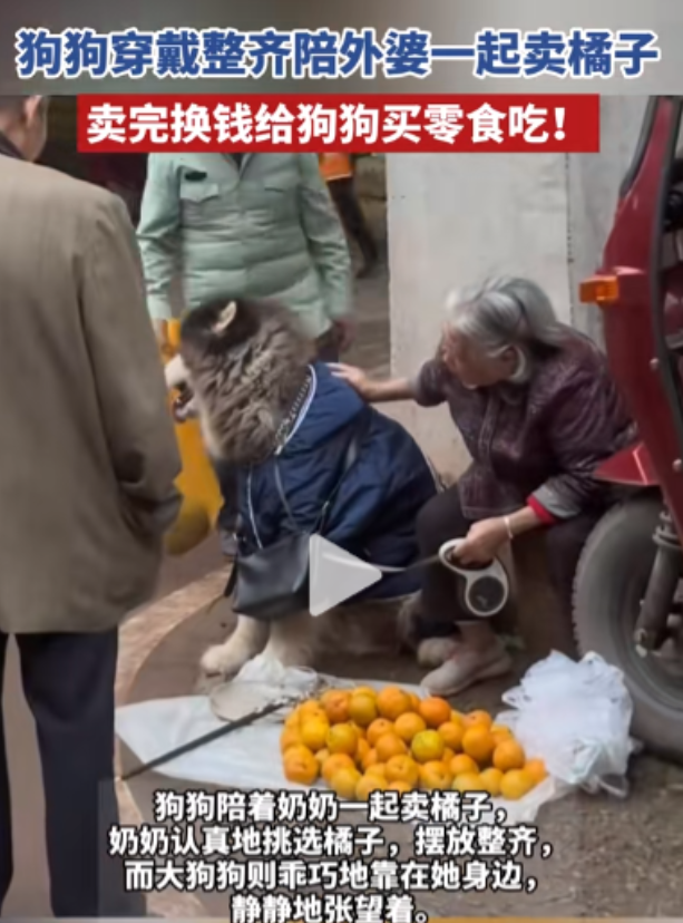 11月27日，一老奶奶卖橘子的视频在网络上走红，而走红原因竟然是她旁边的阿拉斯加