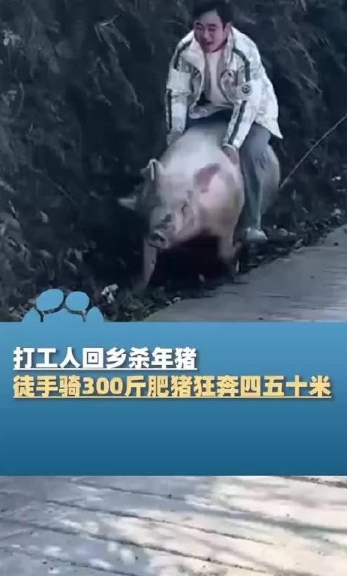 打工人回乡杀年猪