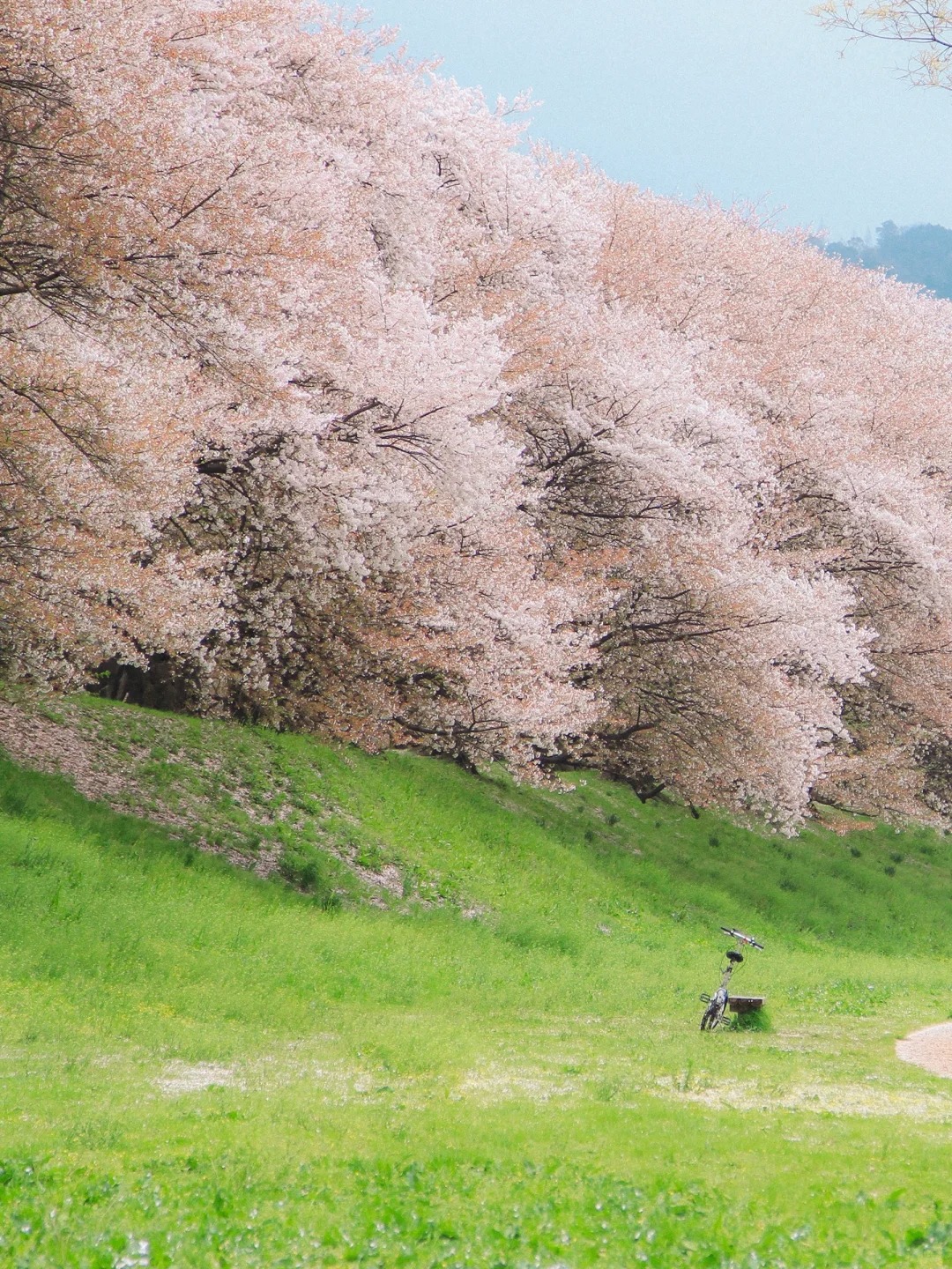 春天是花和雨的曲
春雨花落像是诗也像一首曲。